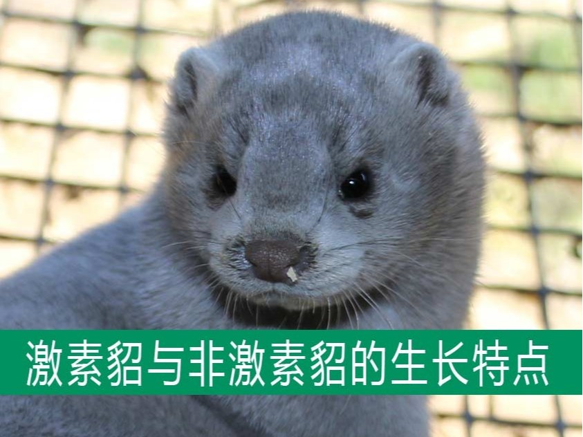 激素貂與非激素貂的生長發育特點相同嗎?【康地恩養貂】 激素貂與非激素貂的生長發育特點相同嗎?【康地恩養貂】