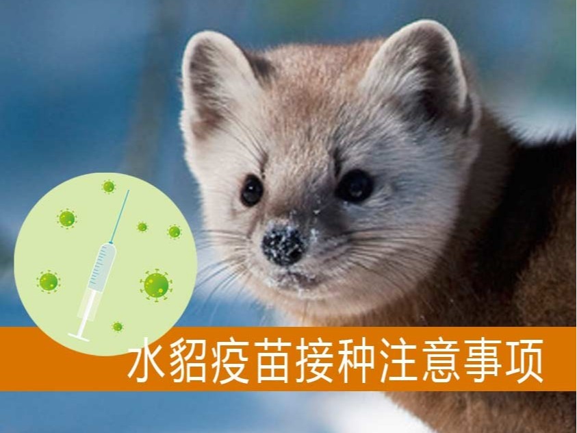 水貂疫苗接種注意事項【康地恩養貂】 水貂疫苗接種注意事項【康地恩養貂】