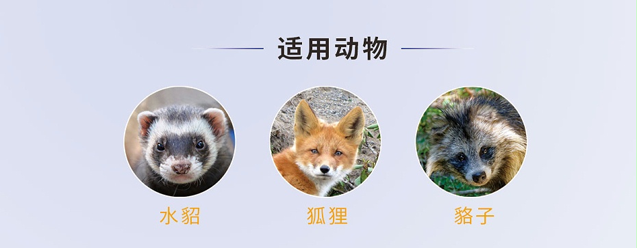 貂、狐、貉等毛皮動物腦膜炎、心內膜炎的防治用藥廠家批發-青島康地恩 貂、狐、貉等毛皮動物腦膜炎、心內膜炎的防治用藥廠家批發-青島康地恩