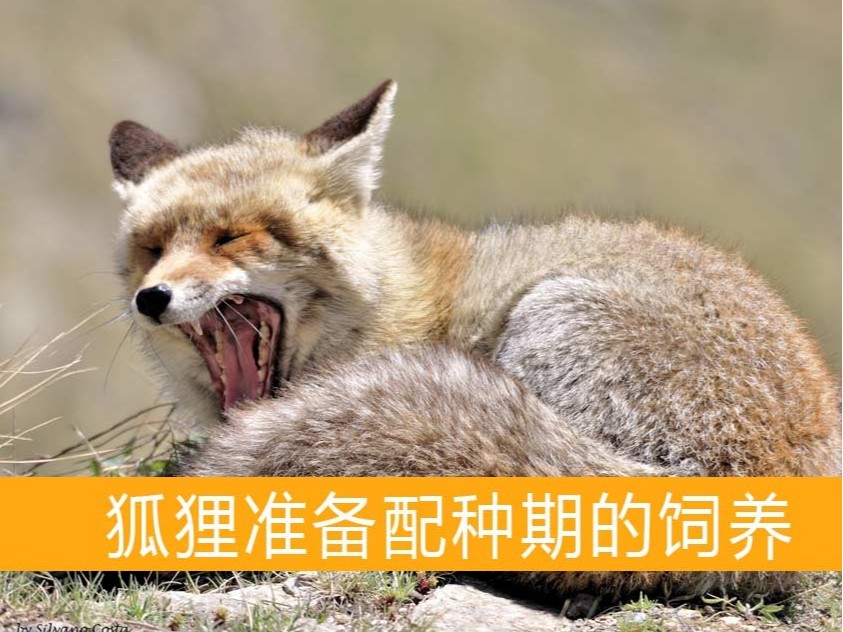 狐貍準備配種期的飼養(yǎng)【康地恩毛皮動物養(yǎng)殖】 狐貍準備配種期的飼養(yǎng)【康地恩毛皮動物養(yǎng)殖】