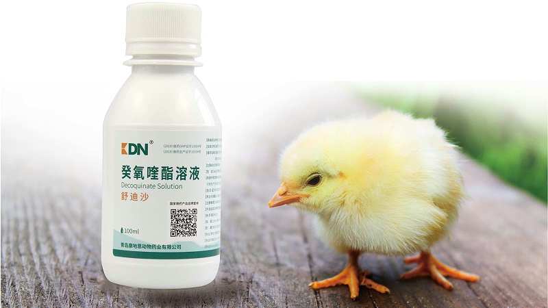 癸氧喹酯溶液在動物球蟲病防治上的應用 癸氧喹酯溶液在動物球蟲病防治上的應用