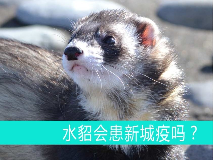 水貂會患新城疫嗎?【康地恩貂狐貉飼養】 水貂會患新城疫嗎?【康地恩貂狐貉飼養】