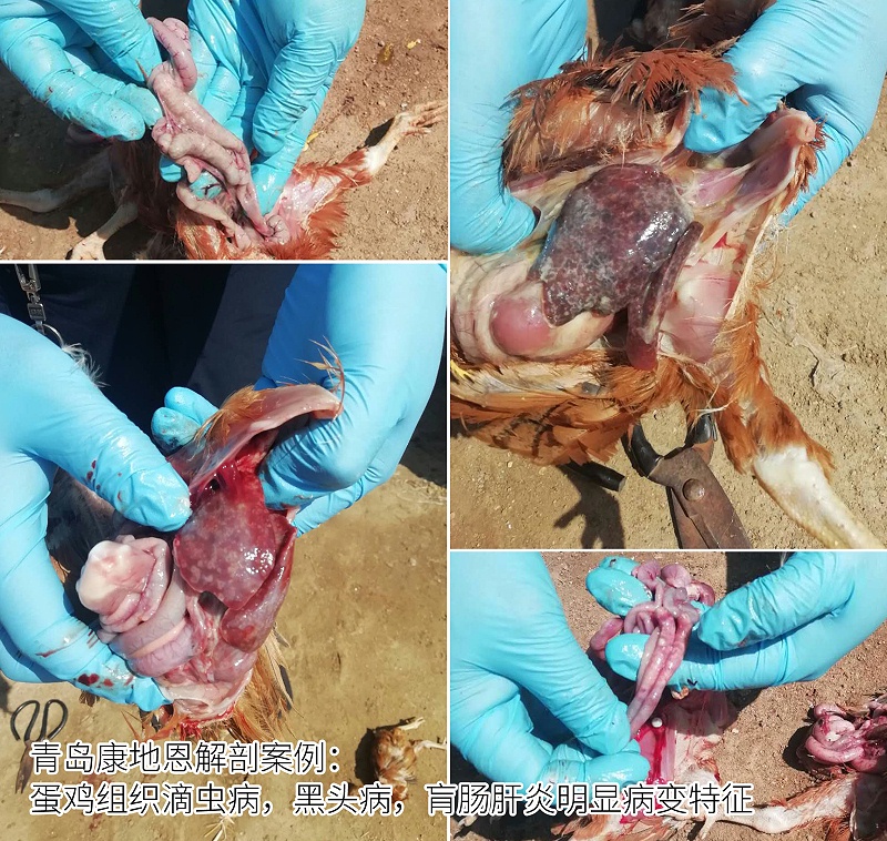 青島康地恩蛋雞組織滴蟲病,組織滴蟲,黑頭病,肓腸肝炎解剖照片 青島康地恩蛋雞組織滴蟲病,組織滴蟲,黑頭病,肓腸肝炎解剖照片