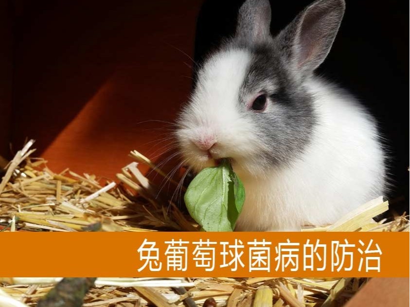 【康地恩-養(yǎng)兔】兔葡萄球菌病的防治 【康地恩-養(yǎng)兔】兔葡萄球菌病的防治