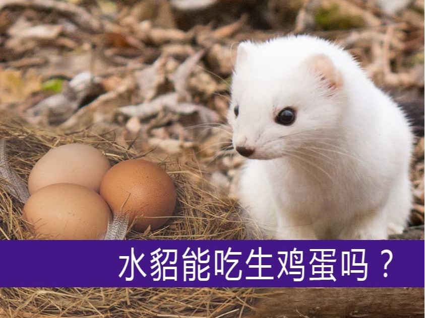 水貂能吃生雞蛋嗎?【康地恩養貂】 水貂能吃生雞蛋嗎?【康地恩養貂】