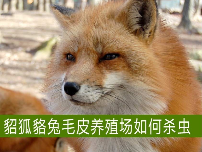 貂狐貉兔等毛皮養殖場如何殺蟲?【康地恩特養】 貂狐貉兔等毛皮養殖場如何殺蟲?【康地恩特養】