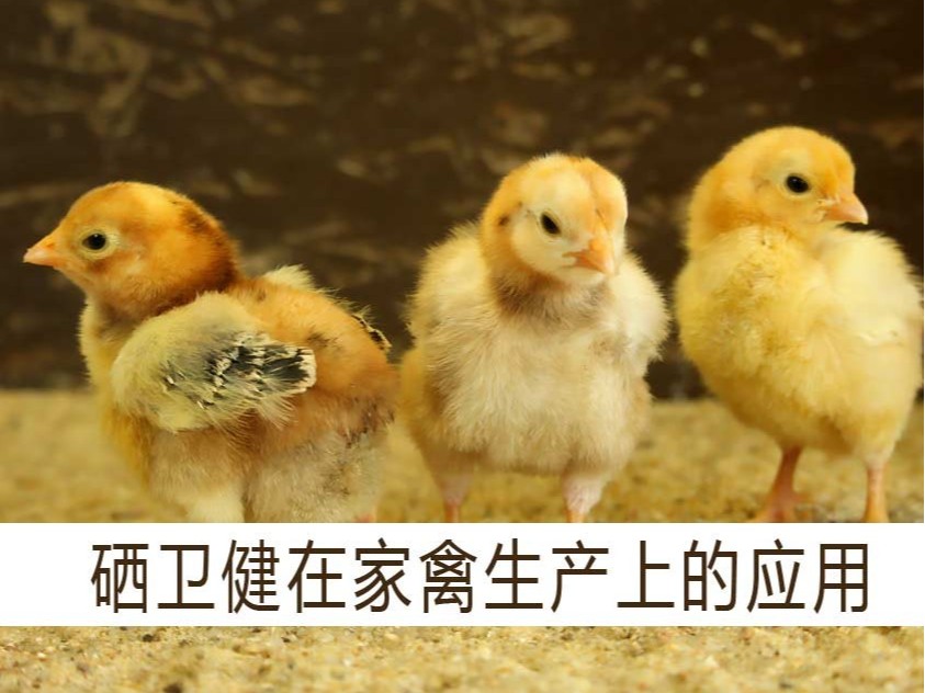 康地恩硒衛(wèi)健在家禽生產(chǎn)上的應(yīng)用 康地恩硒衛(wèi)健在家禽生產(chǎn)上的應(yīng)用