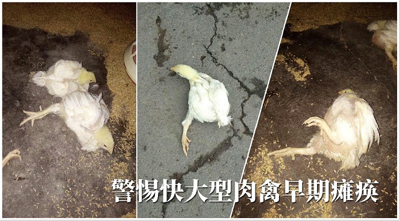 康地恩硒衛(wèi)健-家禽缺席癥狀 康地恩硒衛(wèi)健-家禽缺席癥狀
