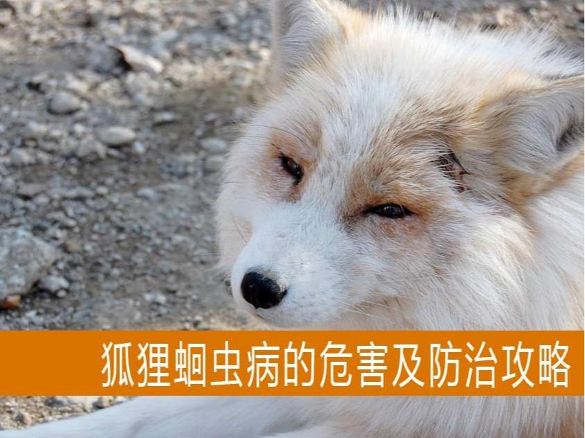 【康地恩養(yǎng)狐】狐貍蛔蟲病的危害及防治攻略 【康地恩養(yǎng)狐】狐貍蛔蟲病的危害及防治攻略