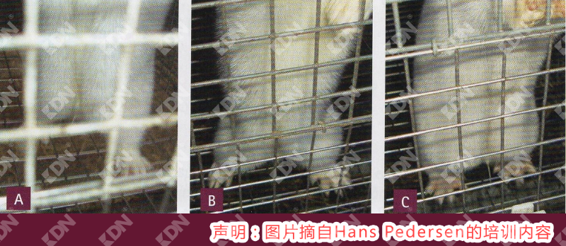繁殖期進口水貂體況調整建議-青島康地恩 繁殖期進口水貂體況調整建議-青島康地恩