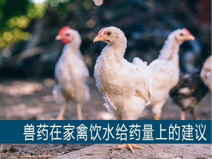 【康地恩獸藥百科】部分獸藥在家禽上 按公斤體重飲水給藥量的建議 【康地恩獸藥百科】部分獸藥在家禽上 按公斤體重飲水給藥量的建議