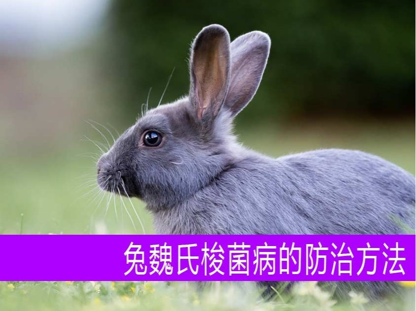 【康地恩養(yǎng)兔】兔魏氏梭菌病的防治方法 【康地恩養(yǎng)兔】兔魏氏梭菌病的防治方法