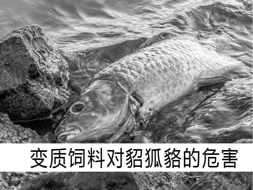 變質飼料對貂狐貉的危害【康地恩毛皮飼養】 變質飼料對貂狐貉的危害【康地恩毛皮飼養】