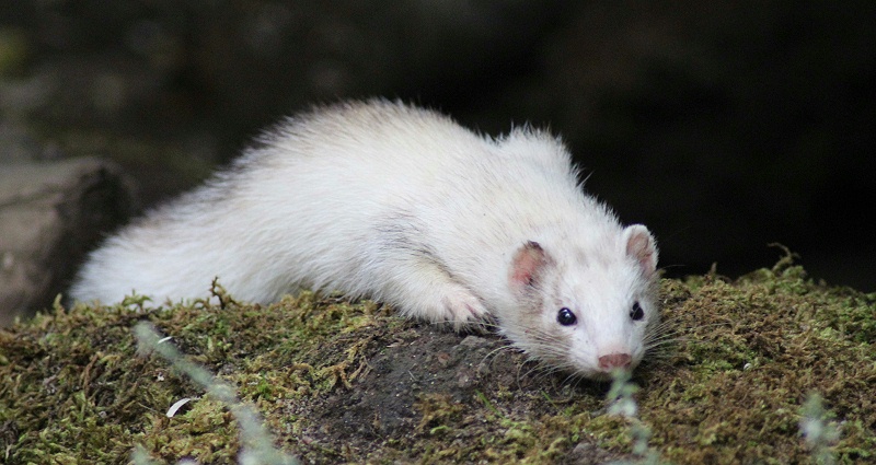 貂狐貉兔毛皮動物用藥廠家批發(fā)—青島康地恩 貂狐貉兔毛皮動物用藥廠家批發(fā)—青島康地恩