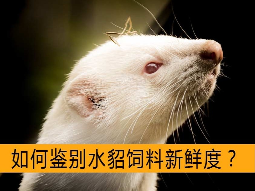 如何鑒別水貂飼料新鮮度?【康地恩毛皮飼養】 如何鑒別水貂飼料新鮮度?【康地恩毛皮飼養】