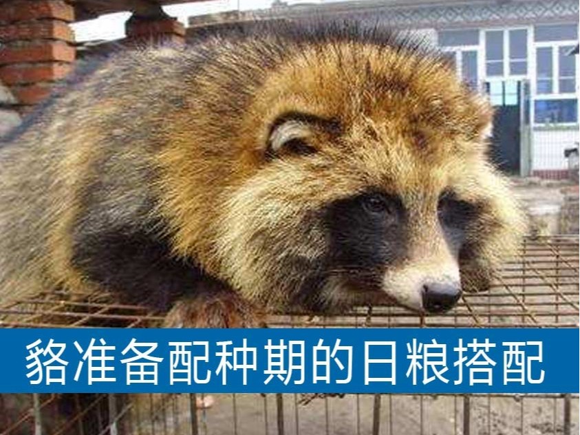 貉準(zhǔn)備配種期的日糧搭配【康地恩毛皮動(dòng)物養(yǎng)殖】 貉準(zhǔn)備配種期的日糧搭配【康地恩毛皮動(dòng)物藥廠家】