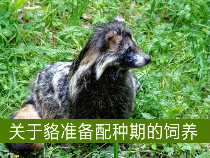 關(guān)于貉準(zhǔn)備配種期的飼養(yǎng)【康地恩毛皮動(dòng)物養(yǎng)殖】 關(guān)于貉準(zhǔn)備配種期的飼養(yǎng)【康地恩毛皮動(dòng)物養(yǎng)殖】