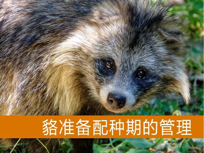 貉準(zhǔn)備配種期的管理【康地恩毛皮動(dòng)物養(yǎng)殖】 貉準(zhǔn)備配種期的管理【康地恩毛皮動(dòng)物養(yǎng)殖】