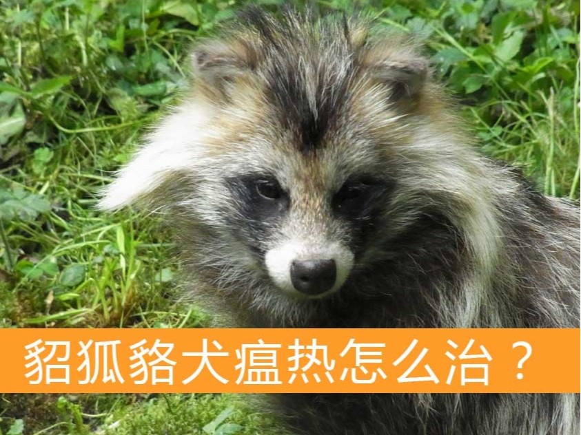 貂狐貉犬瘟熱怎么治?【康地恩特養】 貂狐貉犬瘟熱怎么治?【康地恩特養】