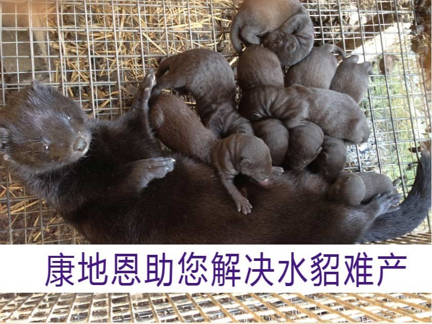 康地恩助您解決水貂難產【康地恩養貂】 康地恩助您解決水貂難產【康地恩養貂】