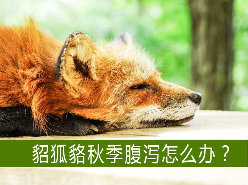 貂狐貉等毛皮動物秋季腹瀉怎么辦?【康地恩特養】 貂狐貉等毛皮動物秋季腹瀉怎么辦?【康地恩特養】