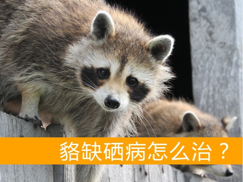 貉缺硒病怎么治療？【康地恩養貉】