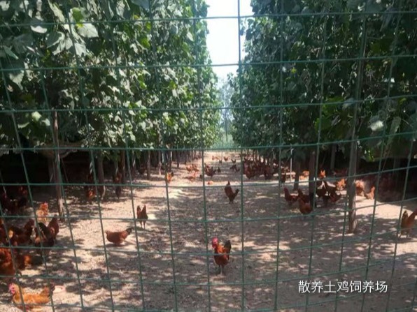 【報告】親,俺家散養土雞球蟲病治好啦!!! 散養土雞飼養場