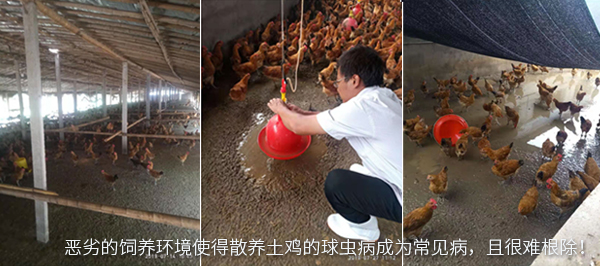 惡劣的飼養(yǎng)環(huán)境使得散養(yǎng)土雞的球蟲病成為常見病，且很難根除