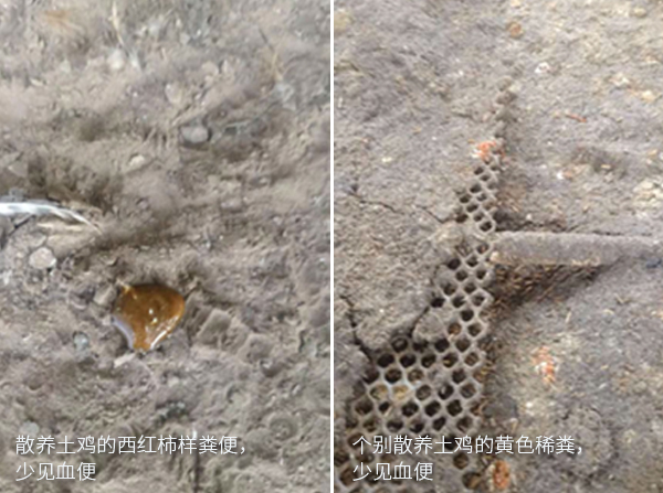得球蟲病的散養(yǎng)土雞易見西紅柿樣糞和個別散養(yǎng)土雞黃色稀糞，少見血便