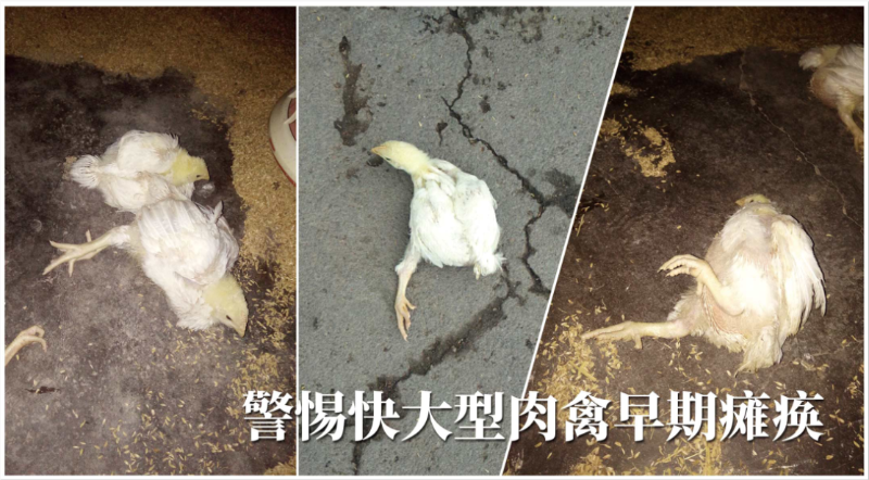 快大型肉禽早期缺硒性癱瘓?jiān)趺崔k?【康地恩養(yǎng)殖】 快大型肉禽早期缺硒性癱瘓?jiān)趺崔k?【康地恩養(yǎng)殖】
