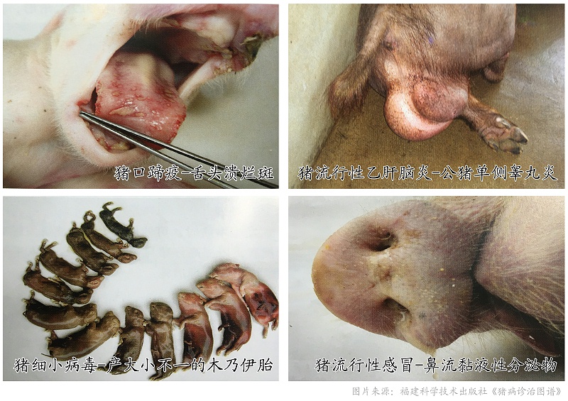 常見引起母豬流產、死胎疾病鑒別表-豬藥廠家-青島康地恩 常見引起母豬流產、死胎疾病鑒別表-豬藥廠家-青島康地恩