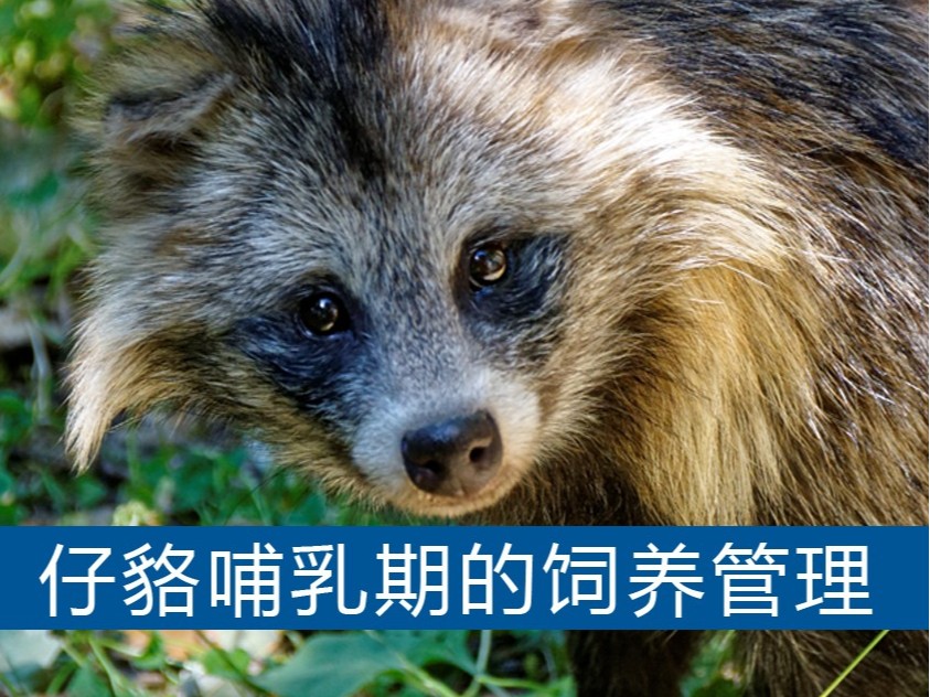 仔貉哺乳期的飼養管理[【康地恩養貉】 仔貉哺乳期的飼養管理[【康地恩養貉】