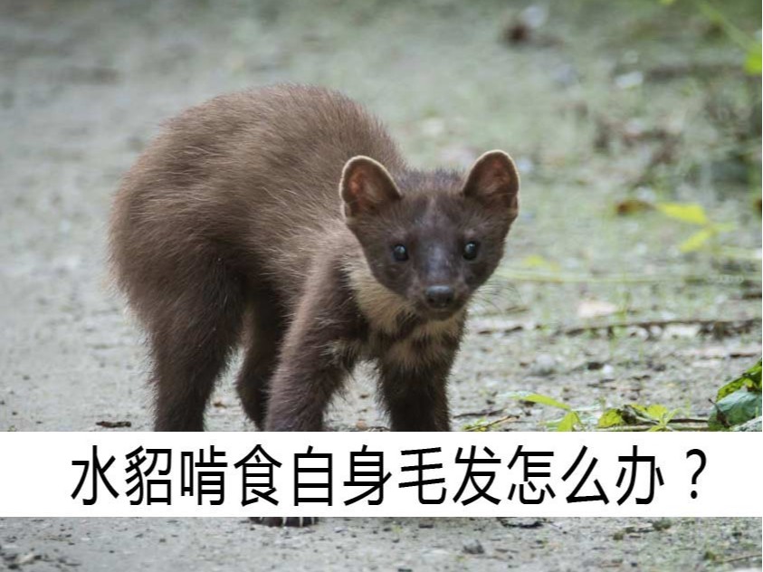 水貂啃食自身毛發怎么辦?【康地恩養貂】 水貂啃食自身毛發怎么辦?【康地恩養貂】