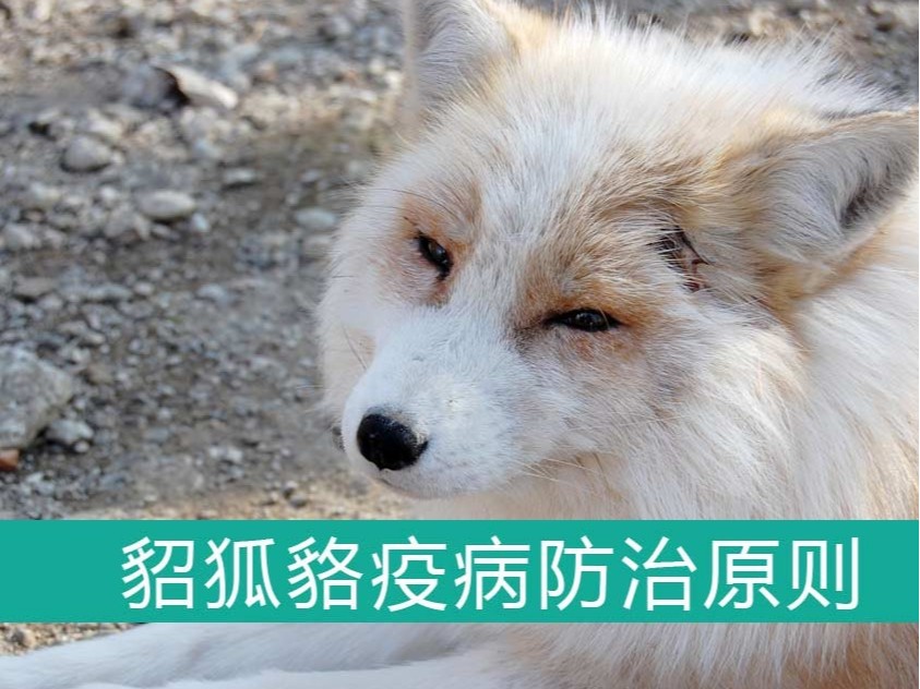 貂、狐、貉疫病防治的基本原則【康地恩特養】 貂、狐、貉疫病防治的基本原則【康地恩特養】