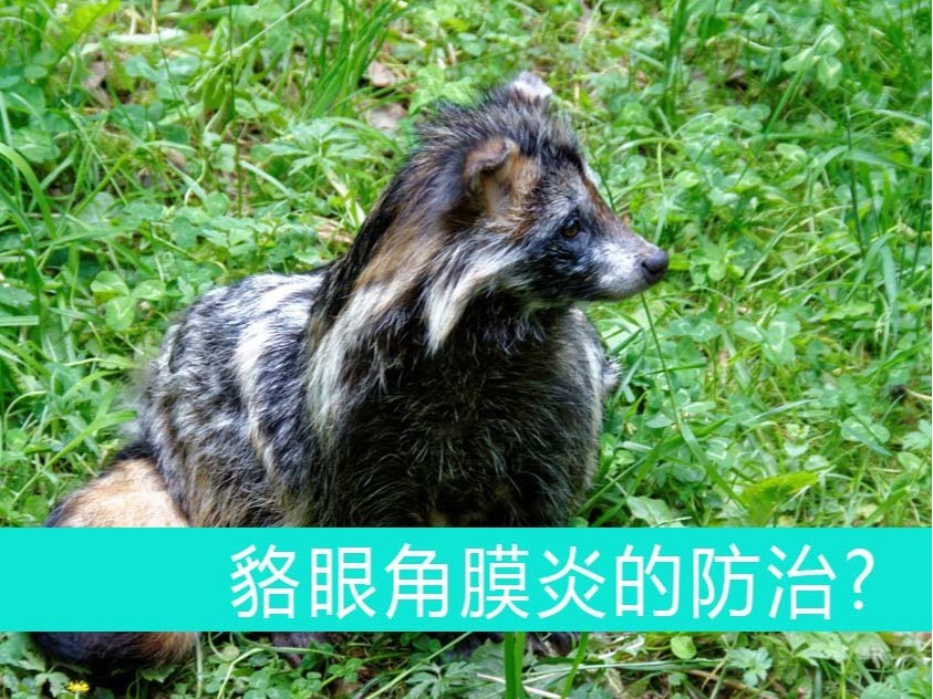 貉眼角膜炎的防治【康地恩毛皮動(dòng)物養(yǎng)殖】 貉眼角膜炎的防治【康地恩——毛皮動(dòng)物藥廠家】