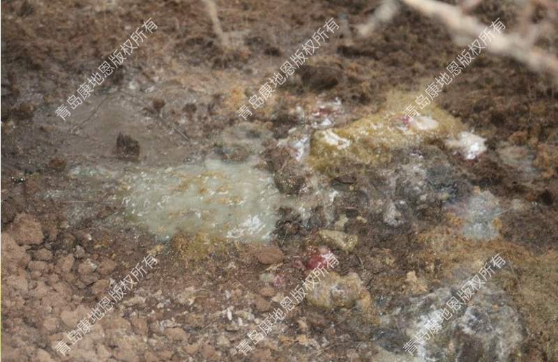患組織滴蟲的貉子水泥樣糞便-青島康地恩 患組織滴蟲的貉子水泥樣糞便-青島康地恩