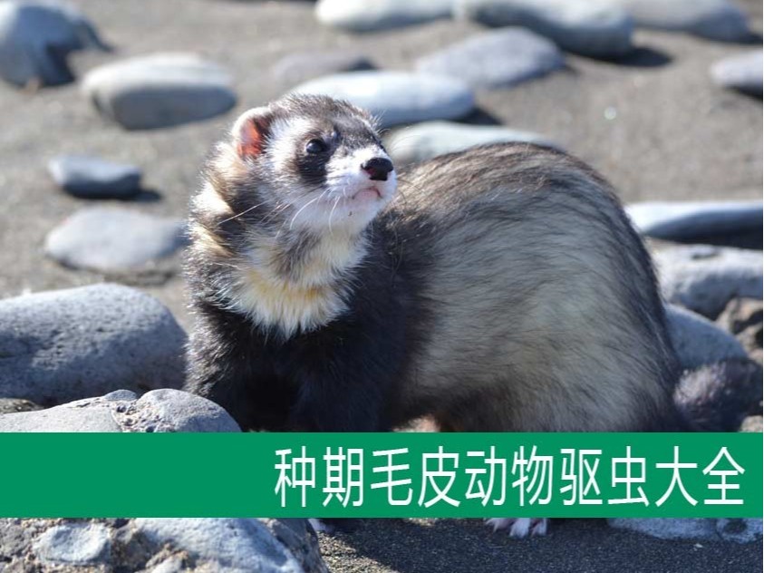 【康地恩毛皮飼養(yǎng)】種期毛皮動物驅(qū)蟲大全 【康地恩毛皮飼養(yǎng)】種期毛皮動物驅(qū)蟲大全