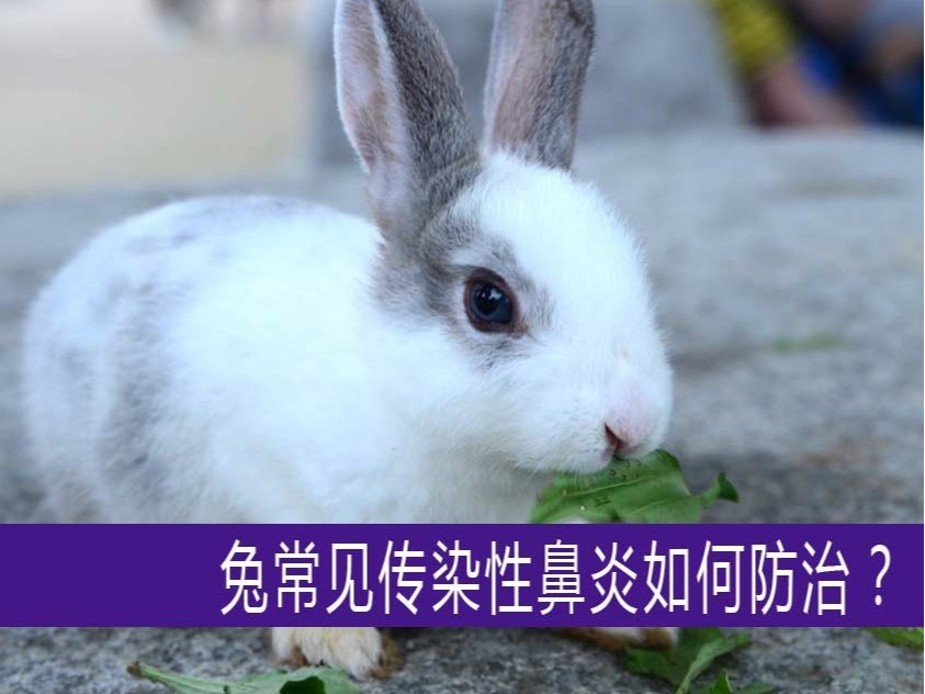 【康地恩-養(yǎng)兔】兔常見傳染性鼻炎如何防治? 【康地恩-養(yǎng)兔】兔常見傳染性鼻炎如何防治?