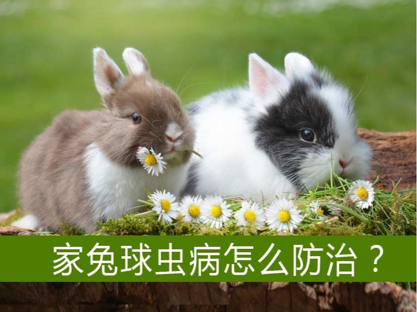 家兔球蟲(chóng)病怎么防治?【康地恩特養(yǎng)】 家兔球蟲(chóng)病怎么防治?【康地恩特養(yǎng)】