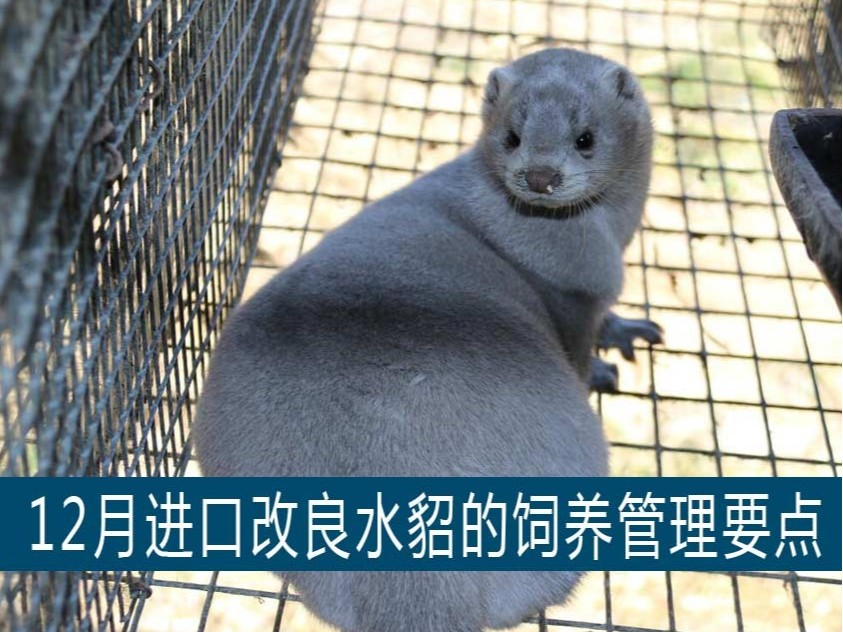 【康地恩養(yǎng)貂】12月進口改良水貂的飼養(yǎng)管理要點 【康地恩養(yǎng)貂】12月進口改良水貂的飼養(yǎng)管理要點