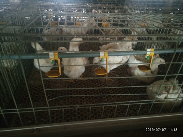 肉雞腺肌胃炎治療解決方案 肉雞腺肌胃炎治療解決方案