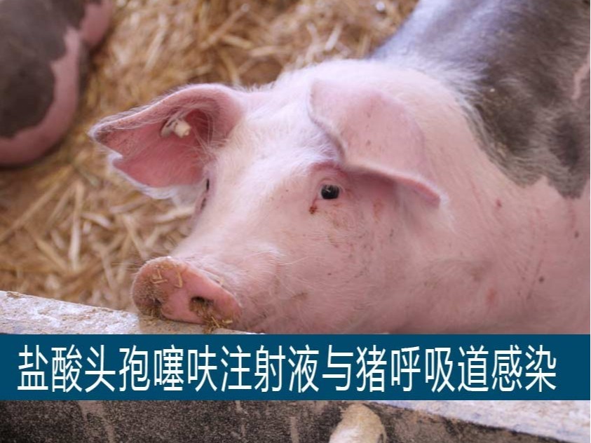 鹽酸頭孢噻呋注射液在豬呼吸道感染的應用【康地恩養豬】 鹽酸頭孢噻呋注射液在豬呼吸道感染的應用【康地恩養豬】