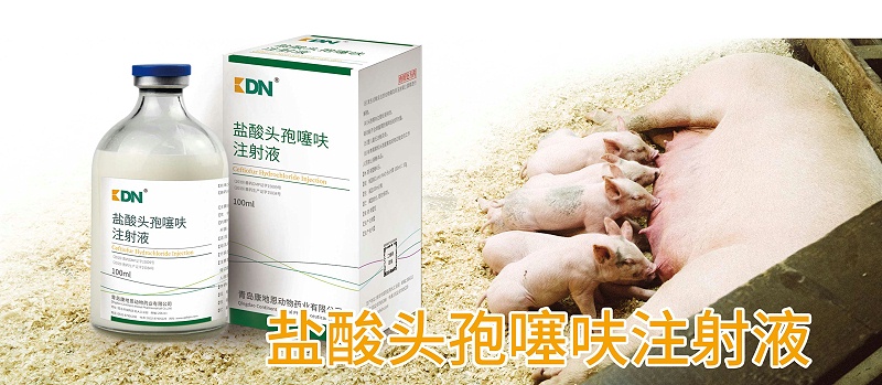 鹽酸頭孢噻呋注射液在豬呼吸道感染的應用【康地恩養豬】 鹽酸頭孢噻呋注射液在豬呼吸道感染的應用【康地恩養豬】