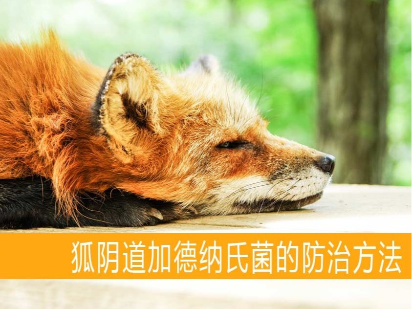 狐陰道加德納氏菌的防治方法【康地恩特養】 狐陰道加德納氏菌的防治方法【康地恩特養】