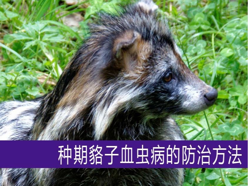 種期貉子血蟲病的防治方法【康地恩特養】 種期貉子血蟲病的防治方法【康地恩特養】