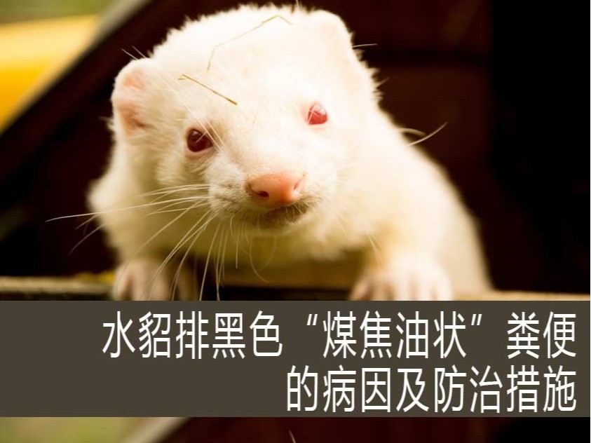 水貂排黑色“煤焦油狀”糞便的病因及防治措施? 【康地恩特養】 水貂排黑色“煤焦油狀”糞便的病因及防治措施? 【康地恩特養】