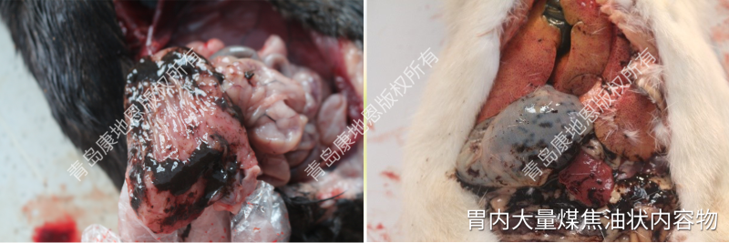 水貂排黑色“煤焦油狀”糞便的病因及防治措施-青島康地恩 水貂排黑色“煤焦油狀”糞便的病因及防治措施-青島康地恩