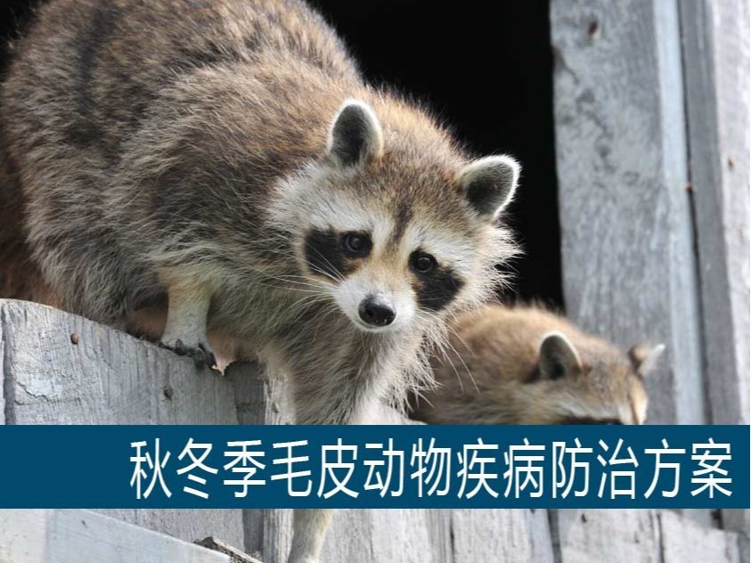 秋冬季毛皮動物疾病防治方案【康地恩特養】 秋冬季毛皮動物疾病防治方案【康地恩特養】