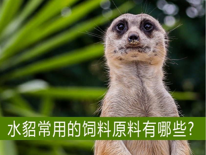 水貂常用的飼料原料有哪些?【康地恩養貂】 水貂常用的飼料原料有哪些?【康地恩養貂】
