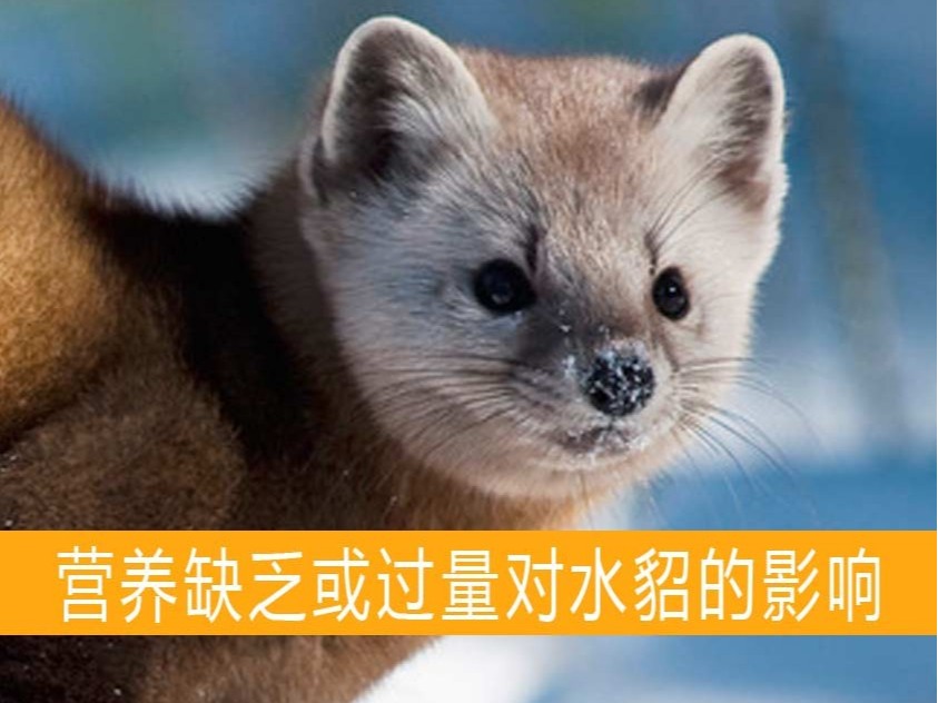 營養缺乏或過量對水貂的影響【康地恩養貂】 營養缺乏或過量對水貂的影響【康地恩養貂】